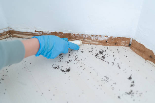 Best Bed Bug Extermination  in Rden City, GA